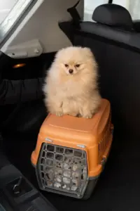 pettravel