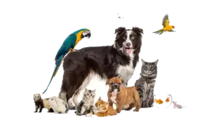 PETTRAVEL