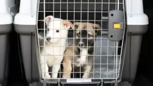 pet travel