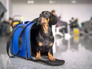 pet travel