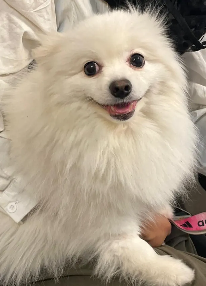 مدارک لازم جهت ارسال پت 2 مدارک لازم جهت ارسال پت