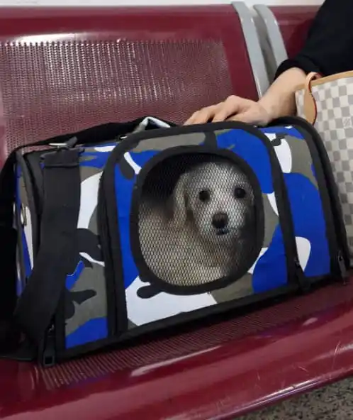 سفر پت درون کابین