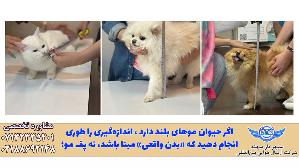 انتخاب دقیق باکس حمل پت در هواپیما (آپدیت 2026) 5 باکس حمل سگ در هواپیما و ایرلاینها