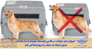 باکس مناسب پرواز برای پت