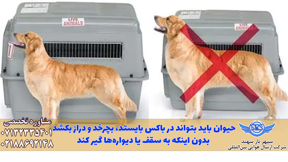 انتخاب دقیق باکس حمل پت در هواپیما (آپدیت 2026) 4 باکس مناسب پرواز برای پت