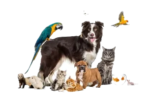 PETTRAVEL