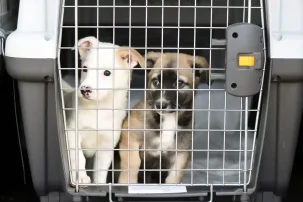 pet travel