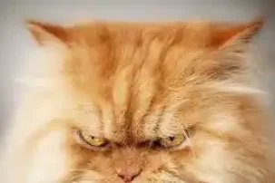 pet travel