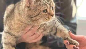 ارسال حیوانات با پرواز ، حمل پت با پرواز
